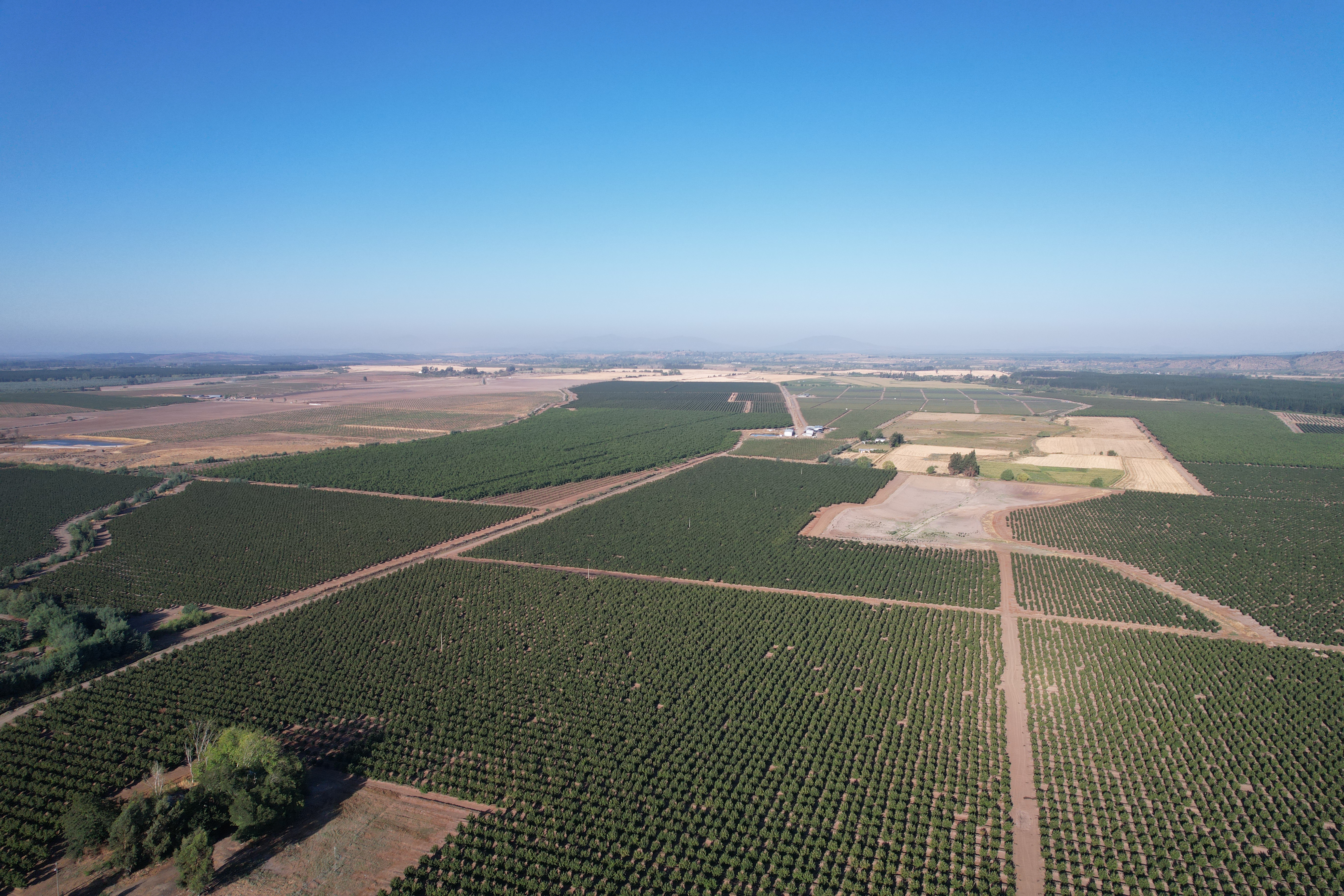 Vista aérea de plantación de Avellanos Europeos (Hazelnuts) en San Nicolás — proyecto SCF Agroingeniería