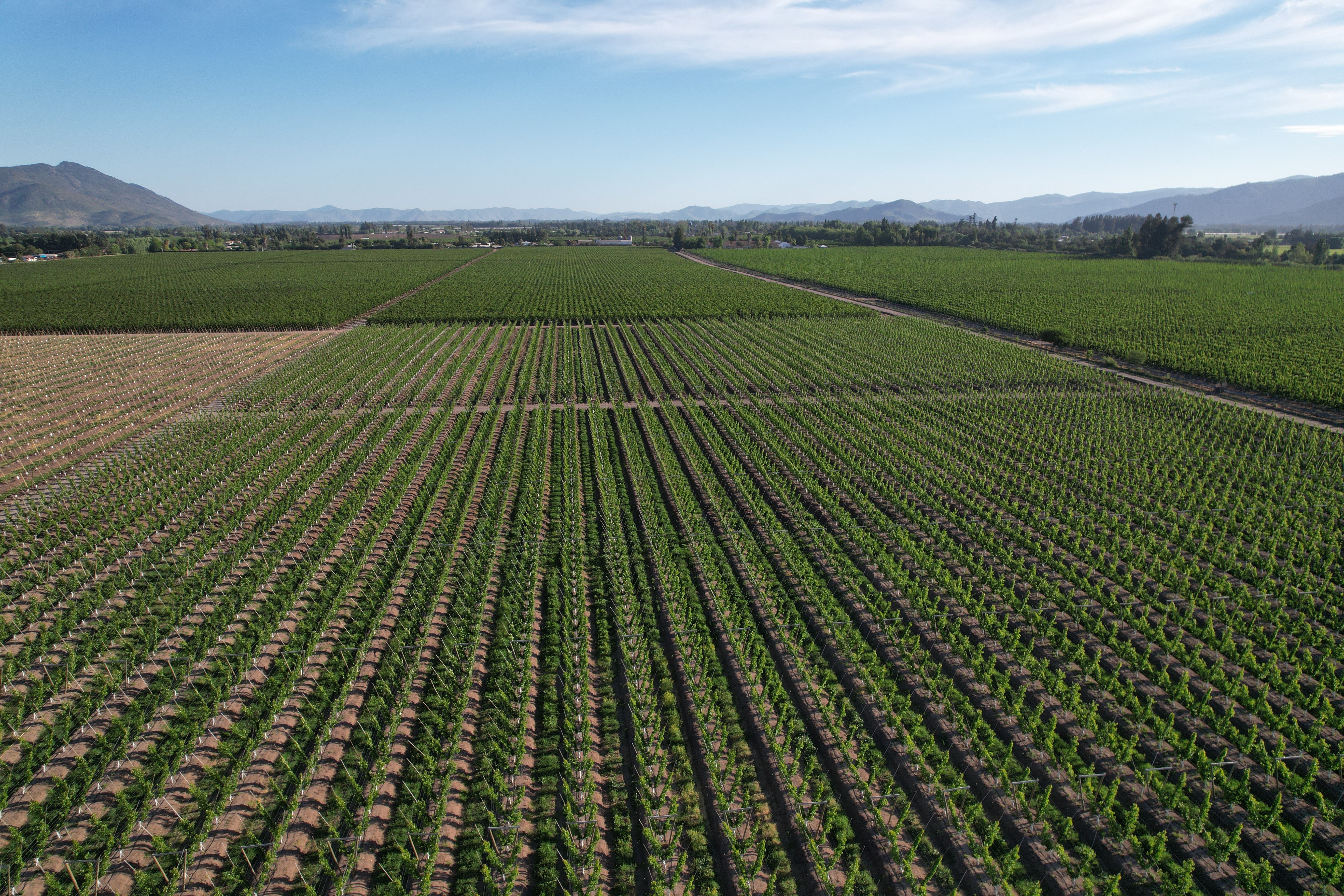 Vista aérea de huerto de Cerezos en Hacienda Colchagua, Palmilla — consultoría agrícola SCF Agroingeniería