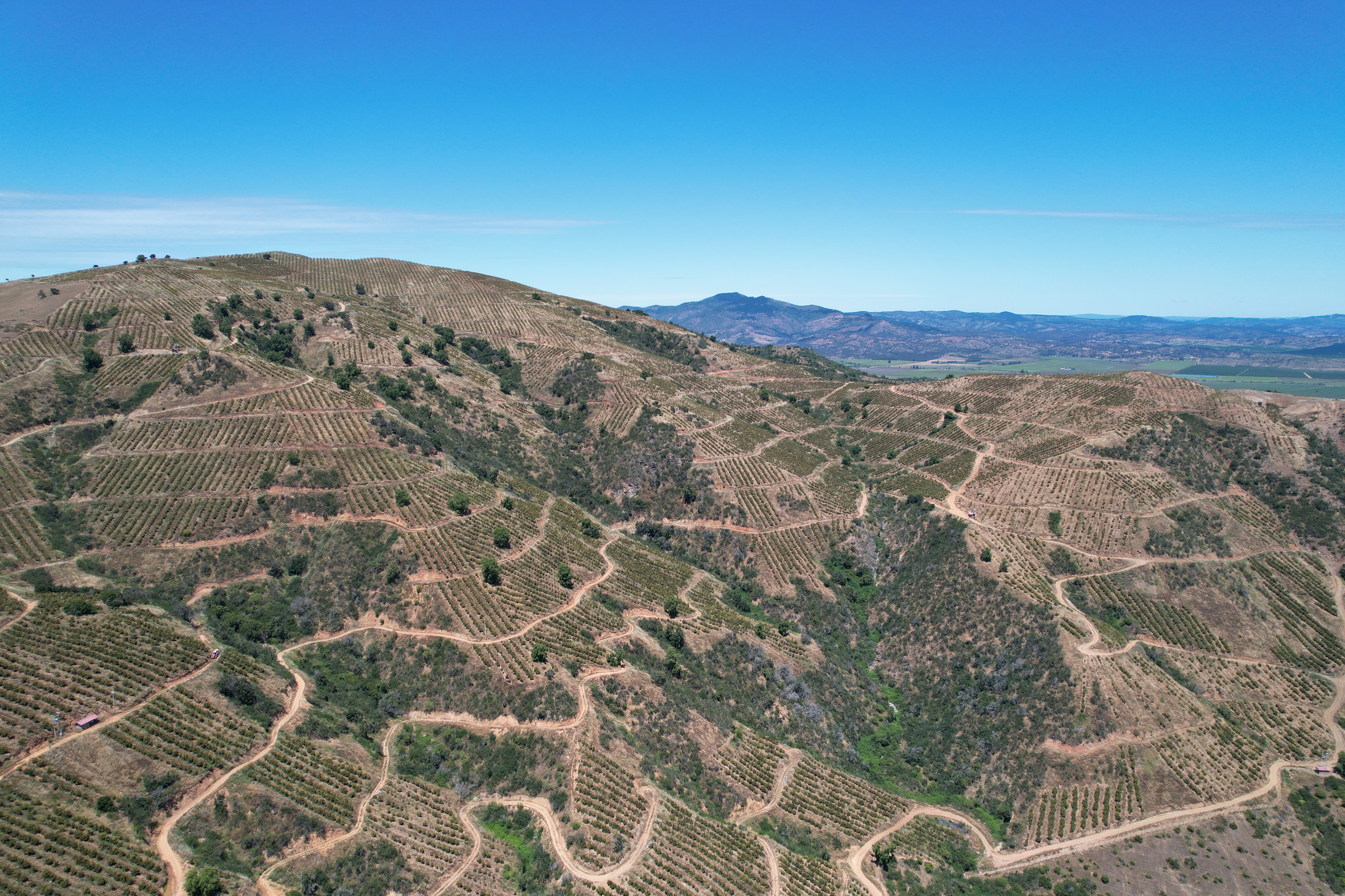 Plantación de Paltos y Mandarinos en Lolol, Agrícola Quiahue — sistema de riego con casi 1 MW de potencia instalada, SCF Agroingeniería